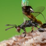 Podagrion sp.- Foto F. Crovetto